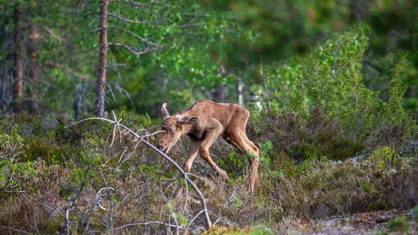 Älgkalv på ostadiga ben i skogsmiljö.