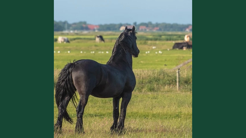 Foto av en häst i gräshage som spanar ut över vidderna.
