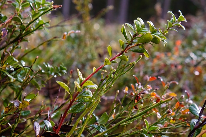 Close up photo of lingonberry rise. Taken by Daniel Stjärna, SLU.