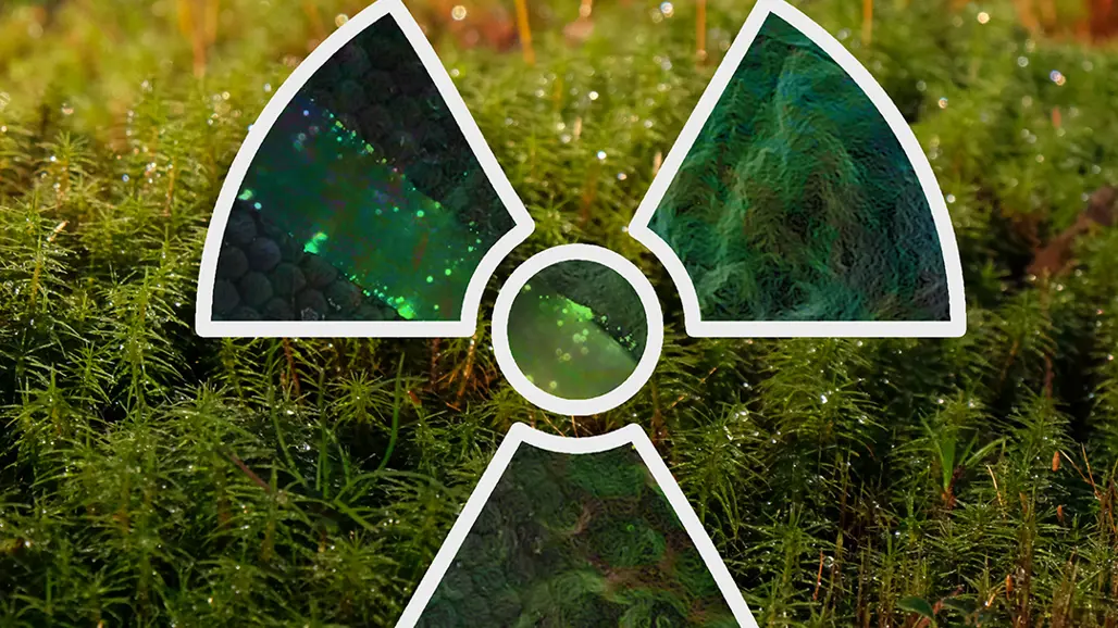 En stiliserad symbol för radioaktivitet ovanpå en bild på en mossa