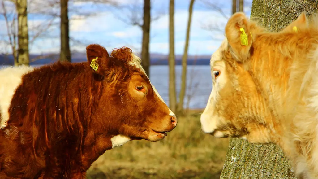 En brun och en vit ko med mularna nära varandra. Foto.