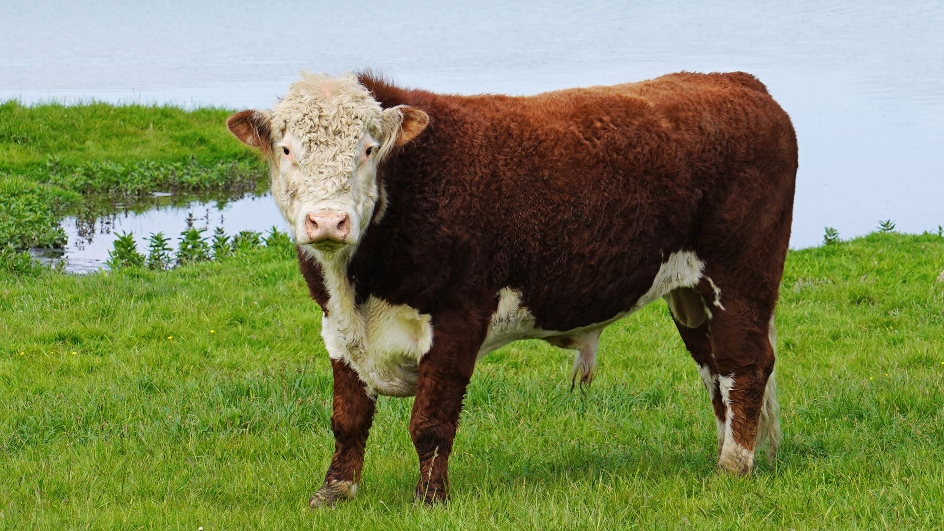 Bull on field