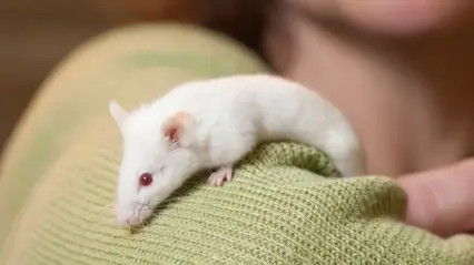 Rat climbing on a human's arm