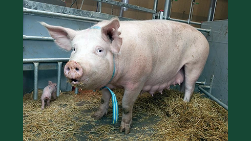 Foto av en sugga ståendes inomhus med en kulting i bakgrunden.