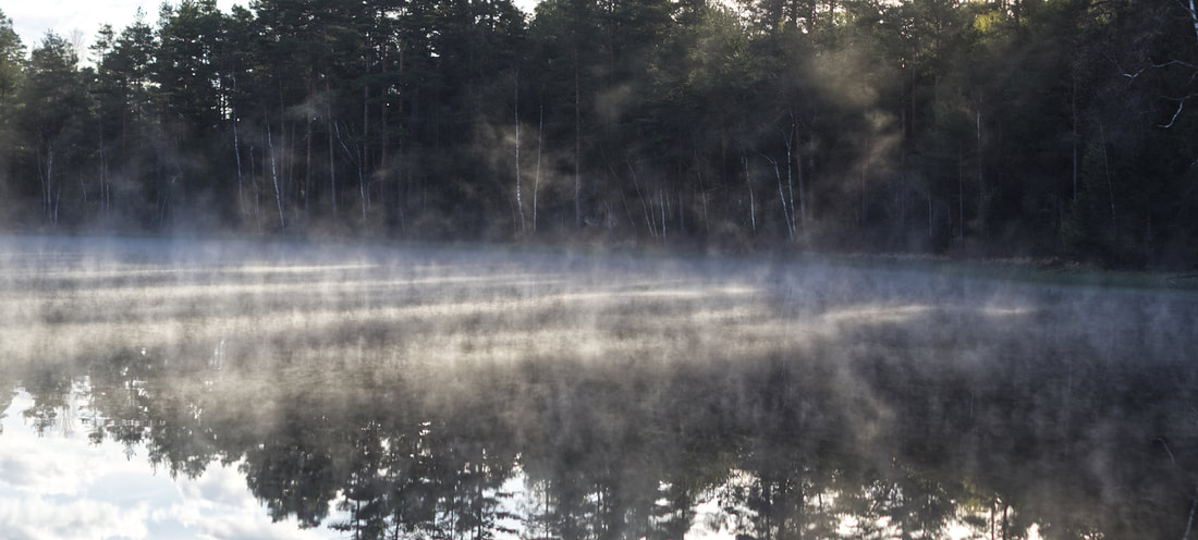 En dimhöljd tjärn med skog i bakgrunden