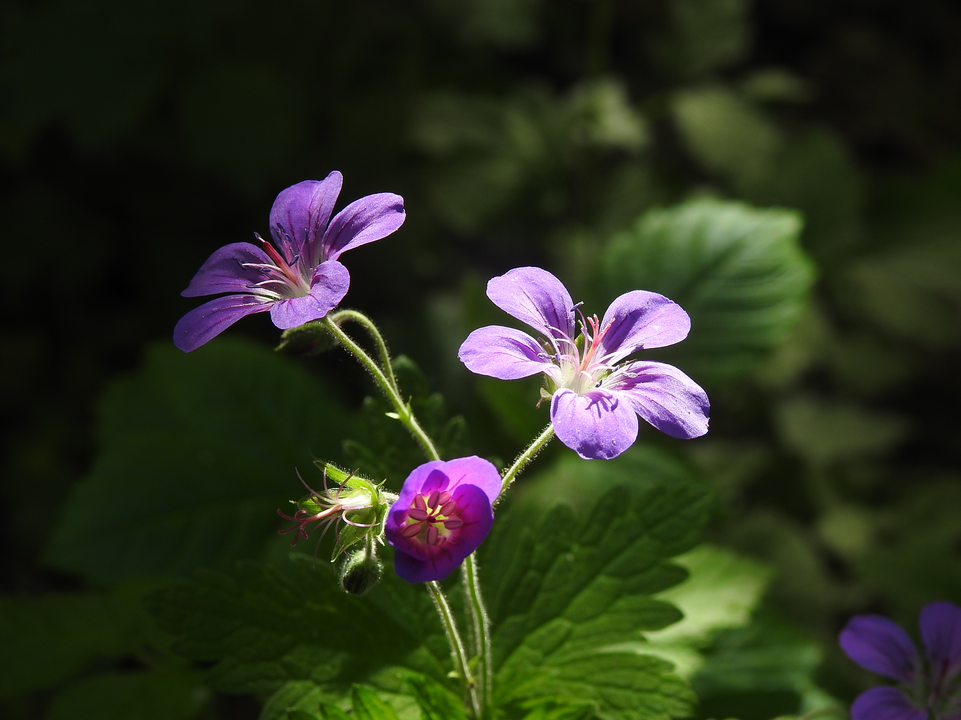 Midsommarblomster