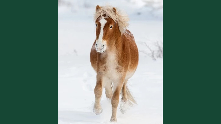Foto av ett fuxfärgat gotlandsruss som travar i snö.