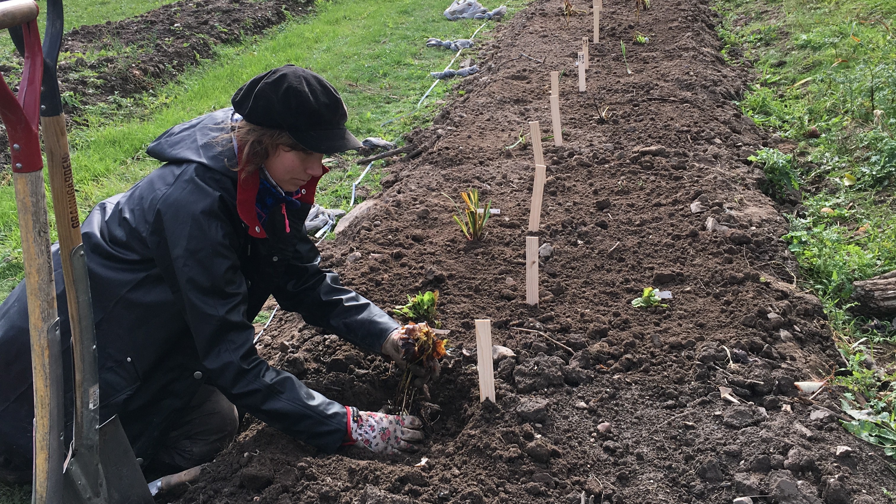 En ung kvinna knäböjer framför en odlingsbädd och planterar perenner. 