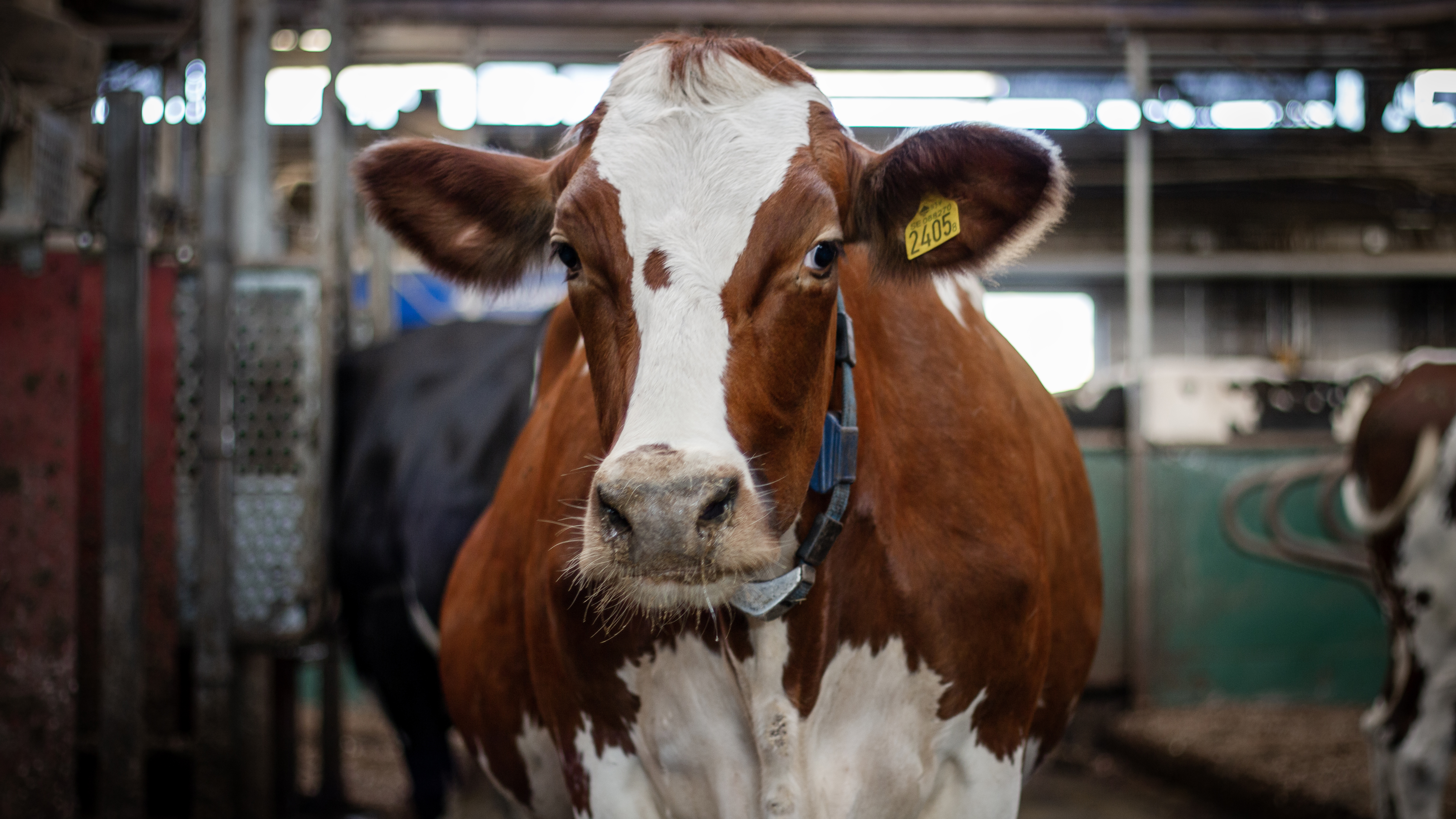 Foto av en röd och vit ko inomhus i lösdriftsstall.