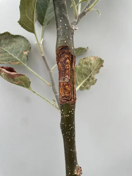 A trunk infected by fruit tree canker