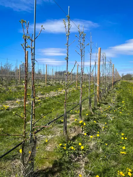 Apple orchard