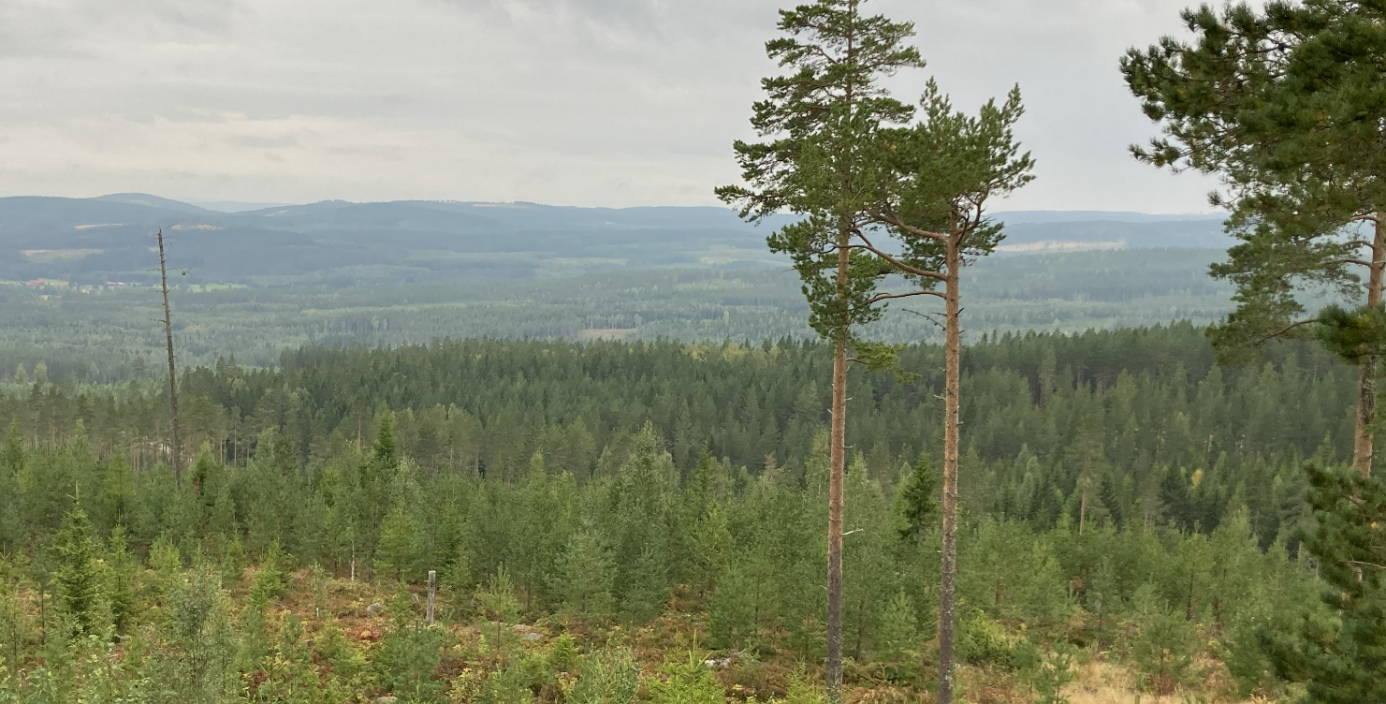 Vy över boreal barrskog från höjd, med två höga tallar i förgrunden och ett vidsträckt skogslandskap som breder ut sig i bakgrunden under molnig himmel. Foto