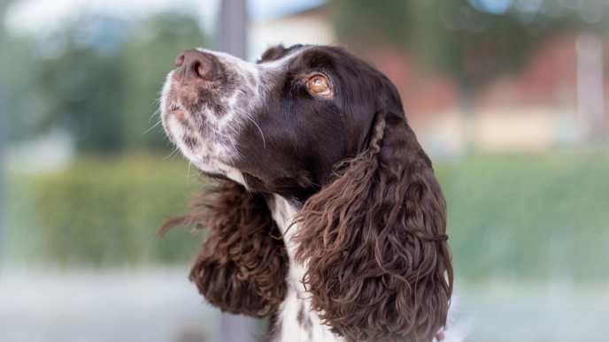 Närbild på en hund av rasen engelsk springer spaniel.