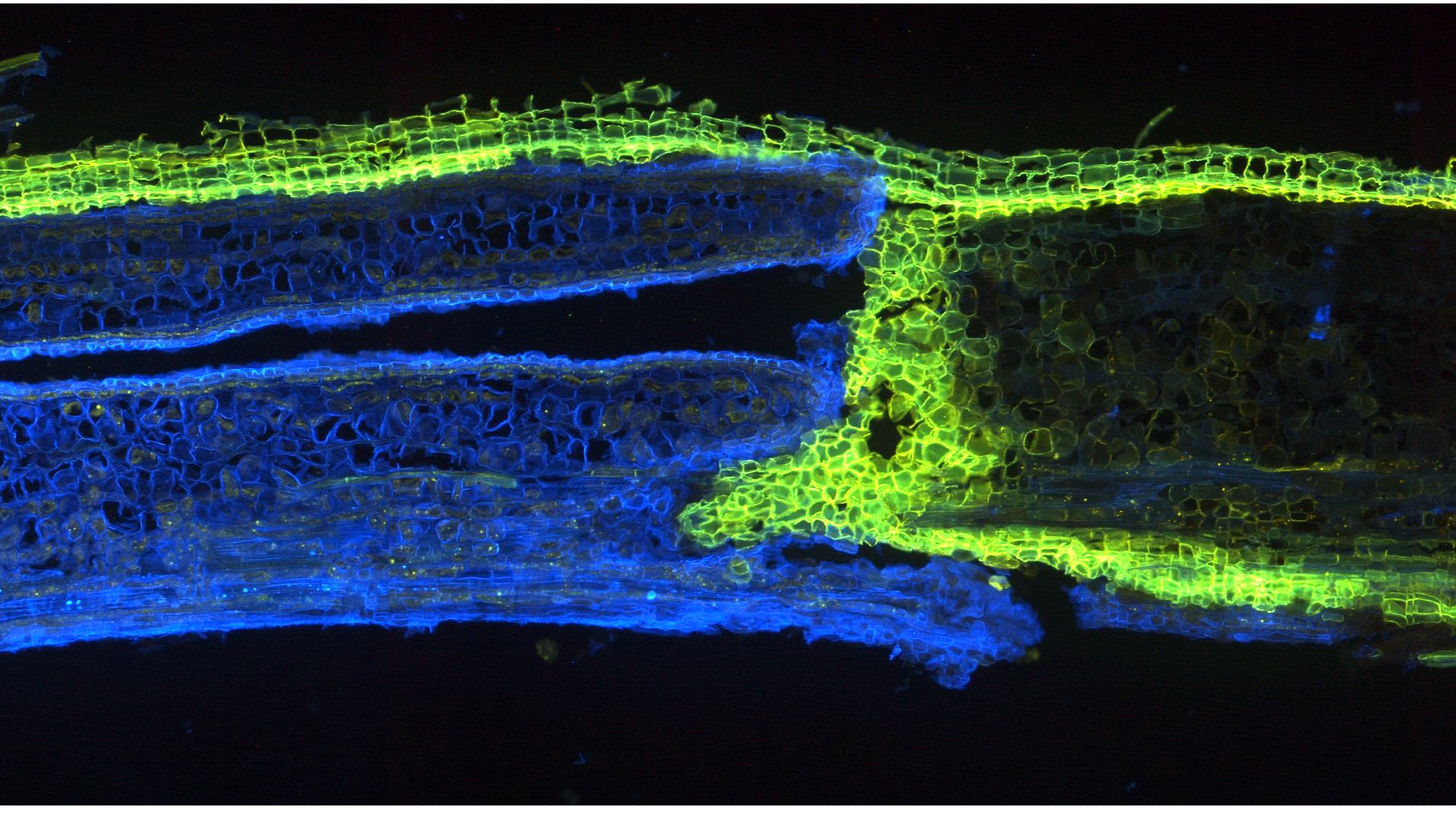 Mikroskop-bild av trädets bildade barriär. Foto. 