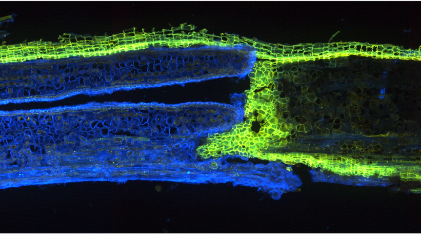 Mikroskop-bild av trädets bildade barriär. Foto.