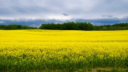 Rape seed field in Skåne, Sweden.