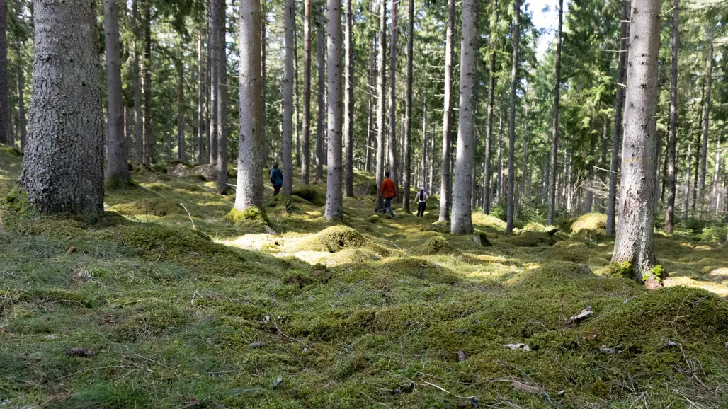 Forest. Photo.
