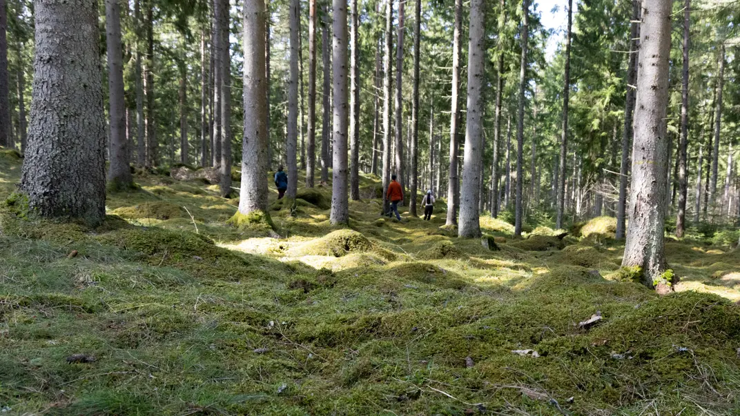 Skog. Foto.