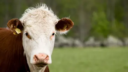 Hereford cattle