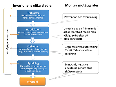 Invasiva arter och olika stadier för invasionen