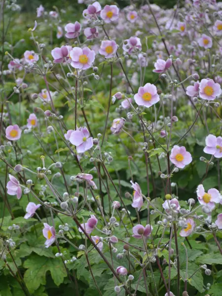 Foto av Grönt kulturarv®s silvrig höstanemon 'Föräldrahemmet'. Fotot visar stora lätt lilapudrade blommor och runda stora knoppar på långa stjälkar. De långa stjälkarna står stadigt högt över de flikiiga stora och gröna bladen. Blombladen är stora och rundade, i mitten av blomman sitter mängder av gyllengula flygiga pistiller. I bakgrunden syns fler blommor och stjälkar i oskärpa.