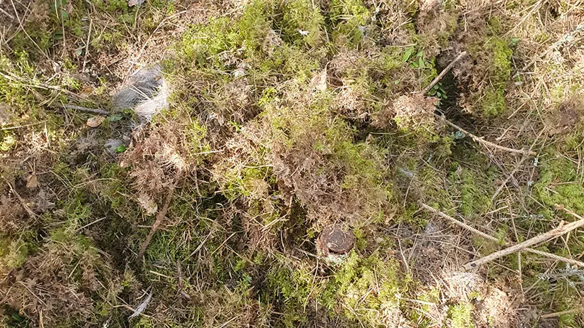 Ett markområde täckt av grön mossa och torr, brun vegetation. Små kvistar och grenar ligger utspridda över ytan. Solljuset kastar skuggor på delar av mossan, vilket skapar en blandning av ljusa och mörka partier. Foto.