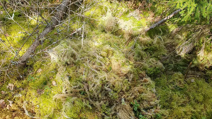 Skogsmark täckt av olika sorters mossa och fallna grenar. Mossan varierar i färg från grön till gul och brun, med både täta och glesa partier. I bakgrunden syns några små barrträd och döda grenar ligger utspridda över marken. Solljus silas genom träden och skapar fläckvis ljus över den mossiga marken. Foto.