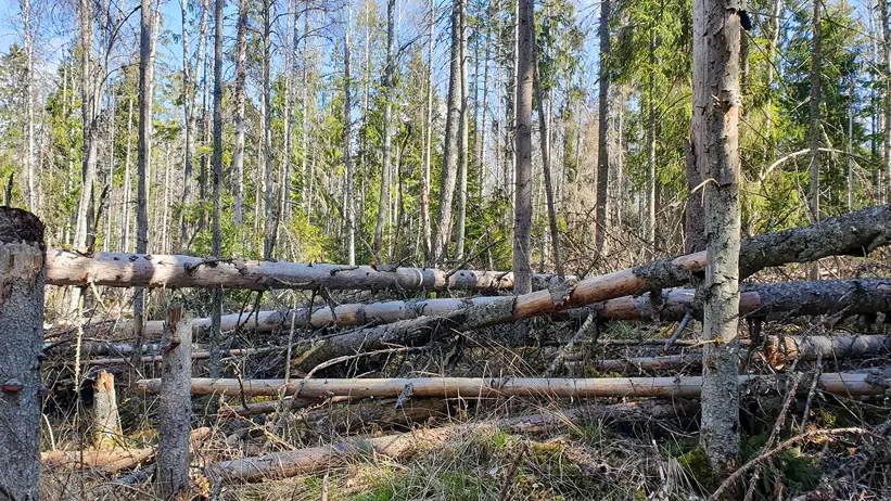 En skogsscen med många höga, smala träd. Flera träd har fallit och ligger horisontellt över skogsmarken i ett korsande mönster. Marken är täckt av gräs, små växter och grenar. Solljus silas genom träden och kastar skuggor på marken. Foto.