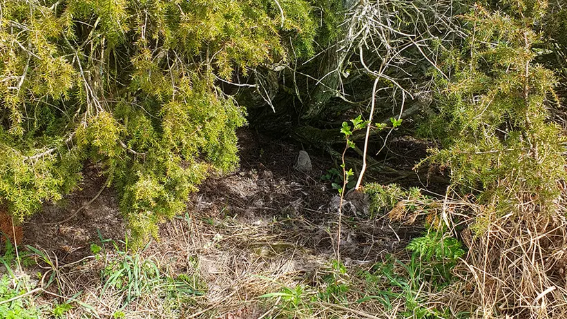 En naturscen med tät vegetation. Det finns olika typer av växter, inklusive gröna buskar och träd med både gröna och torra grenar. Marken är täckt av torrt gräs, löv och några fläckar med grönt gräs. I bakgrunden syns fler träd och buskar som bildar ett tätt lövverk. Foto.