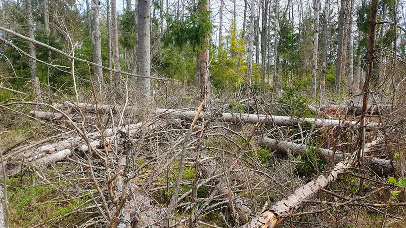 En skogsscen med många omkullfallna träd och grenar utspridda över marken. Skogen består av höga, smala träd med viss grönska, men många träd är kala eller har glesa löv. Marken är täckt av torra grenar och stockar, vilket ger ett rörigt och stökigt intryck. I bakgrunden syns fler stående träd och några fläckar med grön vegetation. Foto.