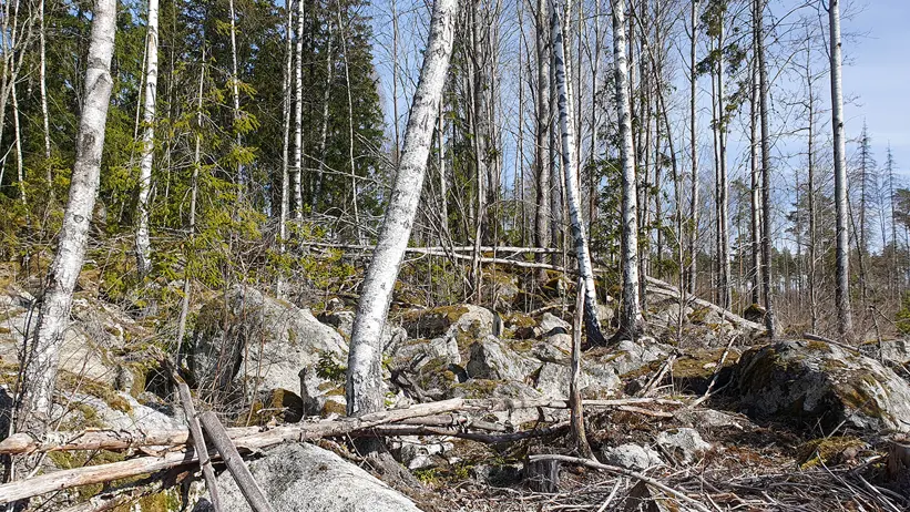 En skog med många björkar och andra träd. Marken är täckt av stenar, fallna grenar och gles vegetation. Himlen är klarblå och det är en solig dag. Foto.