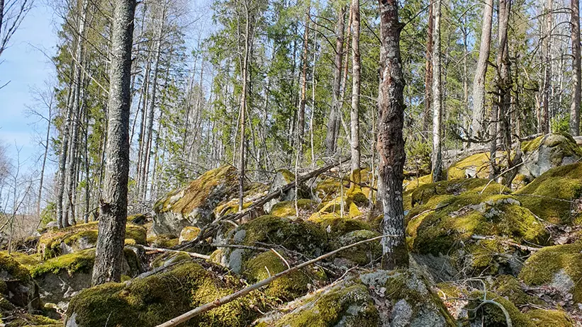 En skogsscen med höga, smala träd och en stenig mark täckt av mossa. Träden är mestadels kala, men det finns viss grönska i bakgrunden. Himlen är klar och blå. Foto.