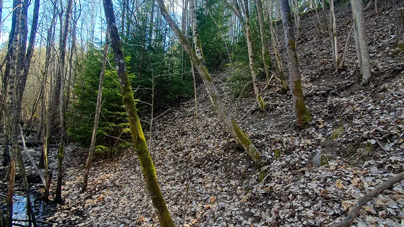 En skogsscen med en blandning av lövträd och barrträd. Marken är täckt av fallna löv, och till vänster i bilden rinner en liten bäck. Himlen syns genom de kala grenarna, vilket tyder på att det är senhöst eller tidig vår. Foto.