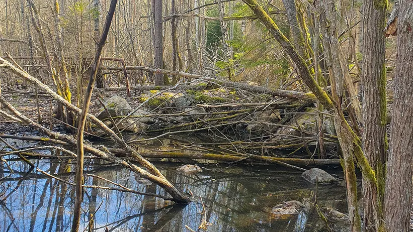 Ett skogsområde med en blandning av löv- och barrträd. Marken är täckt av fallna löv, och en bäck/ett vattendrag rinner längs vänster sida av bilden. Träden är höga och smala, med mossa på vissa stammar. Himlen syns genom grenarna och visar blå partier och vita moln. Foto.