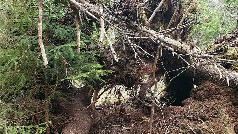 En omkullfallen trädstam i en skog. Trädet har ryckts upp med rötterna, som syns tillsammans med jord. Stammen ligger på marken och grenarna är intrasslade med annan vegetation. Runt det fallna trädet finns olika gröna växter och träd, vilket tyder på en tät skogsmiljö. Foto.