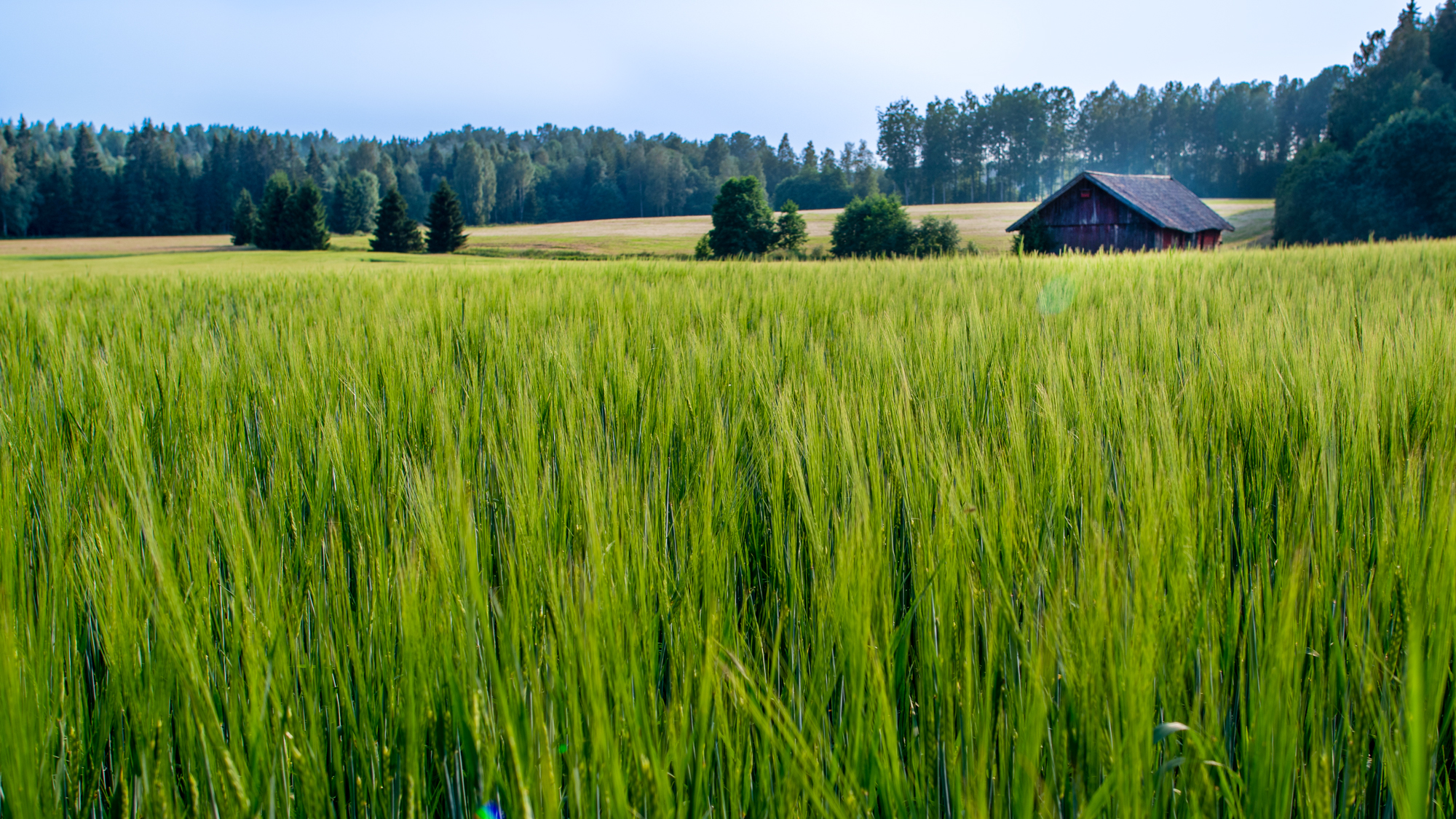 En åker med ett rött hus i bakgrunden. Foto.