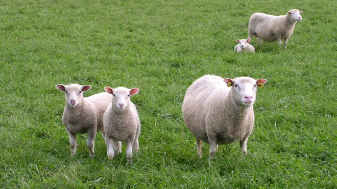 En vit tacka med två lamm och en vit tacka med ett lamm ute på gräs. Foto Annika Arnesson.