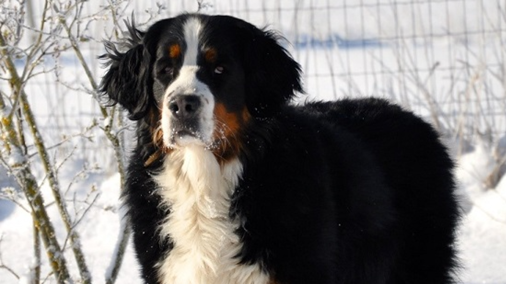 Berner sennenhund
