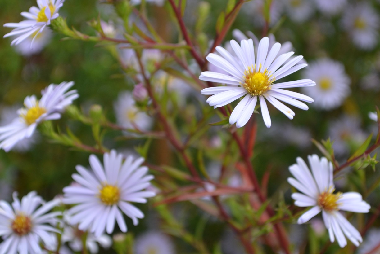Aster 'Karl Jöns Anna'. Foto Linnea Oskarsson, SLU
