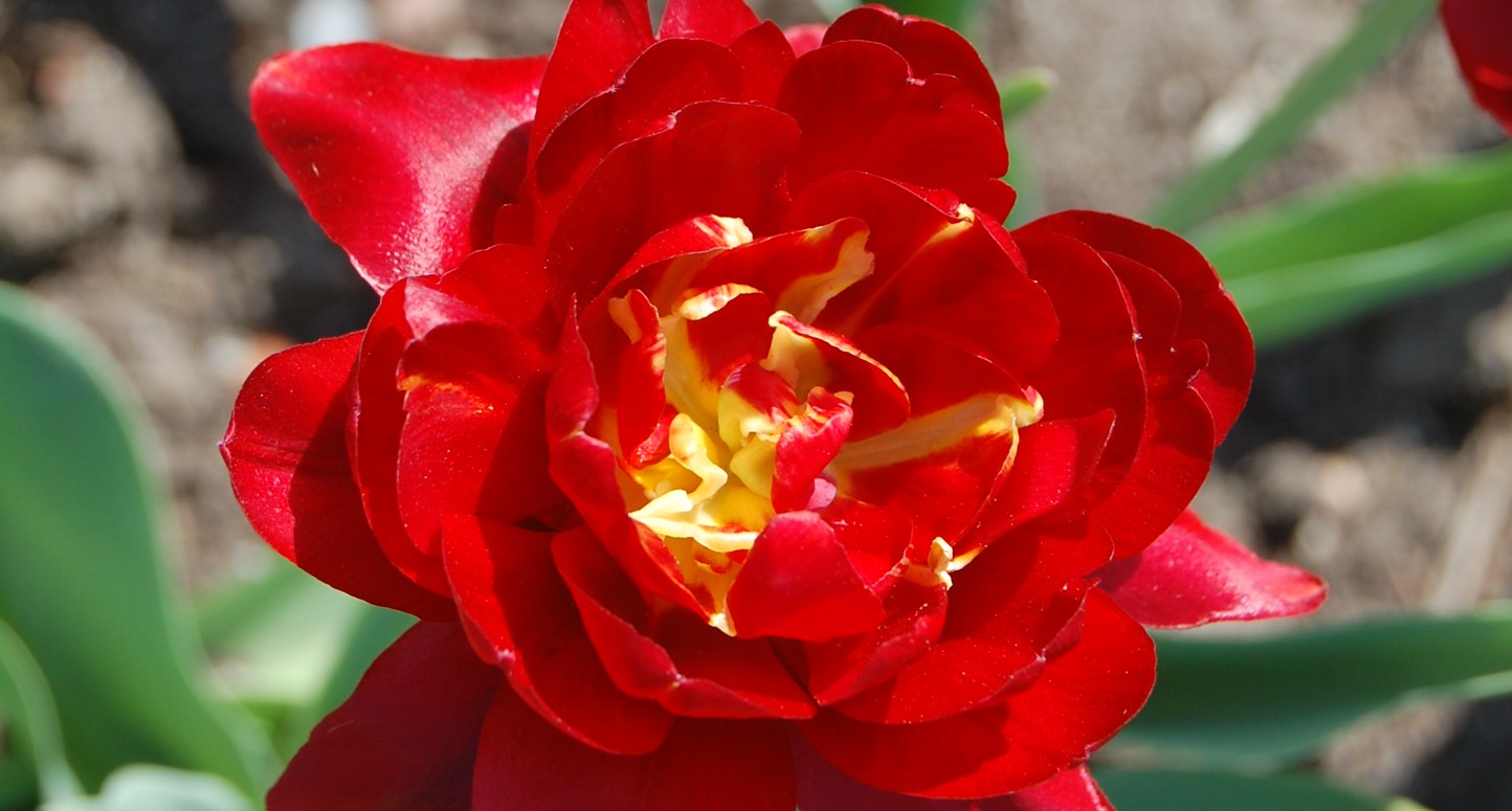 Tulpan 'Skegrie'. Foto Karin Persson, SLU