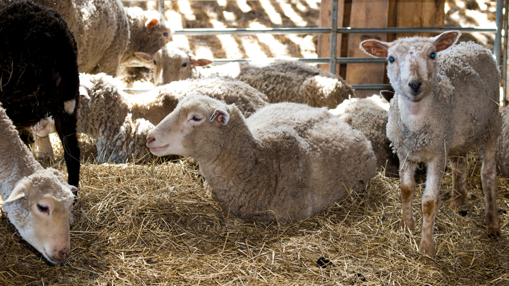 White sheep lying down in hay.