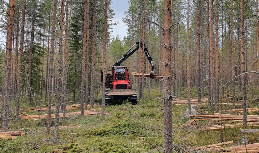 Skotare i tallgallring