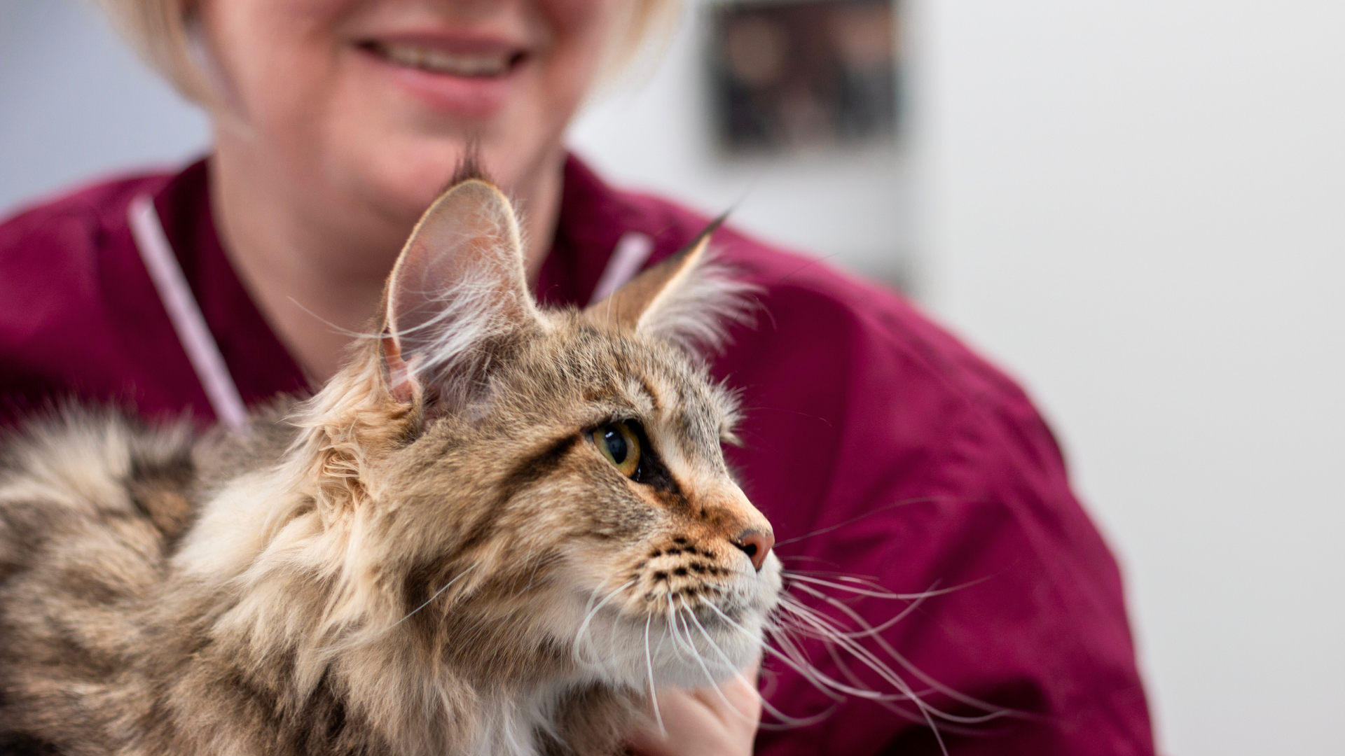Cat in profile. The cat has long, brown spotted fur. Behind the cat is a person wearing burgundy clothes.