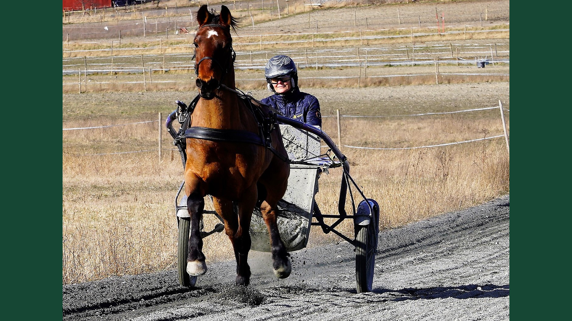 Foto av en brun travhäst som springer på träningsbana med sulky bakom.