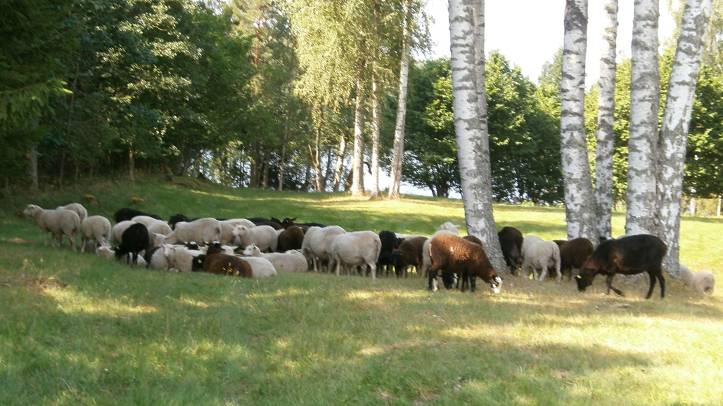 Får på bete