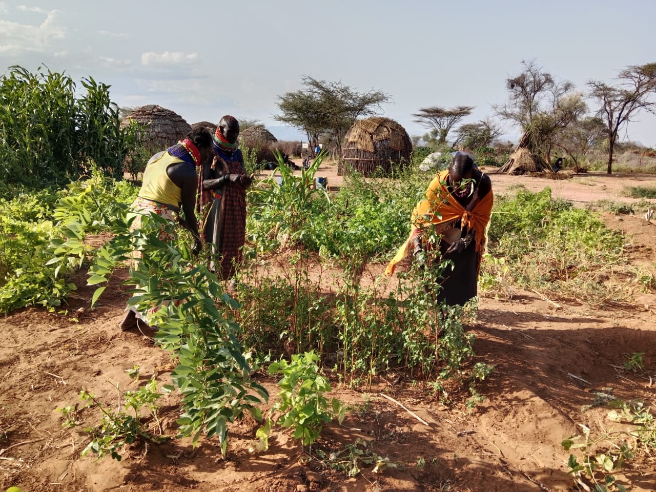 A regenerative kitchen garden in Lokiriama, Turkana County, Kenya. Photo: K. Irungu