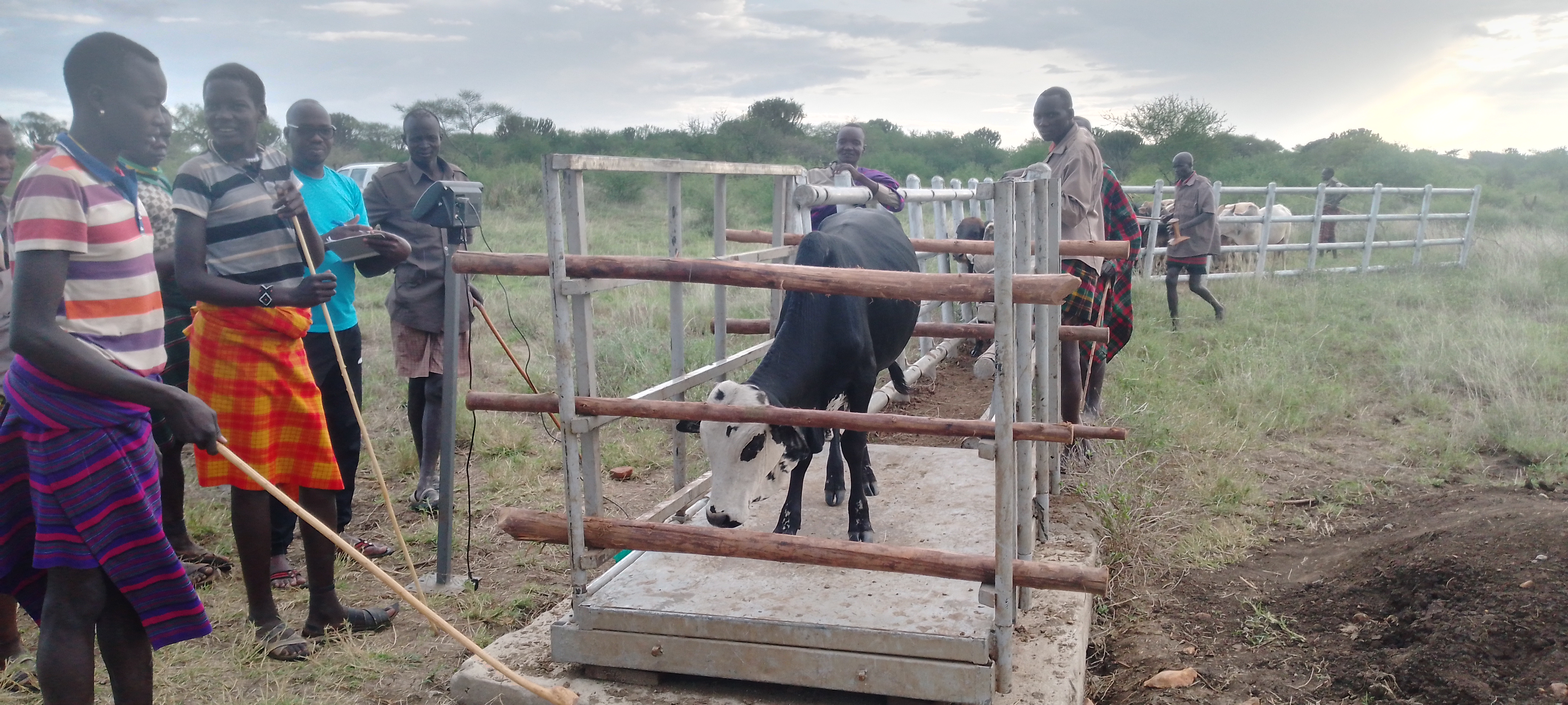 Community members and researchers weigh one of the steers participating in the livestock fattening experiment in Rupa, Moroto District, Uganda.  Photo: Z. Angella