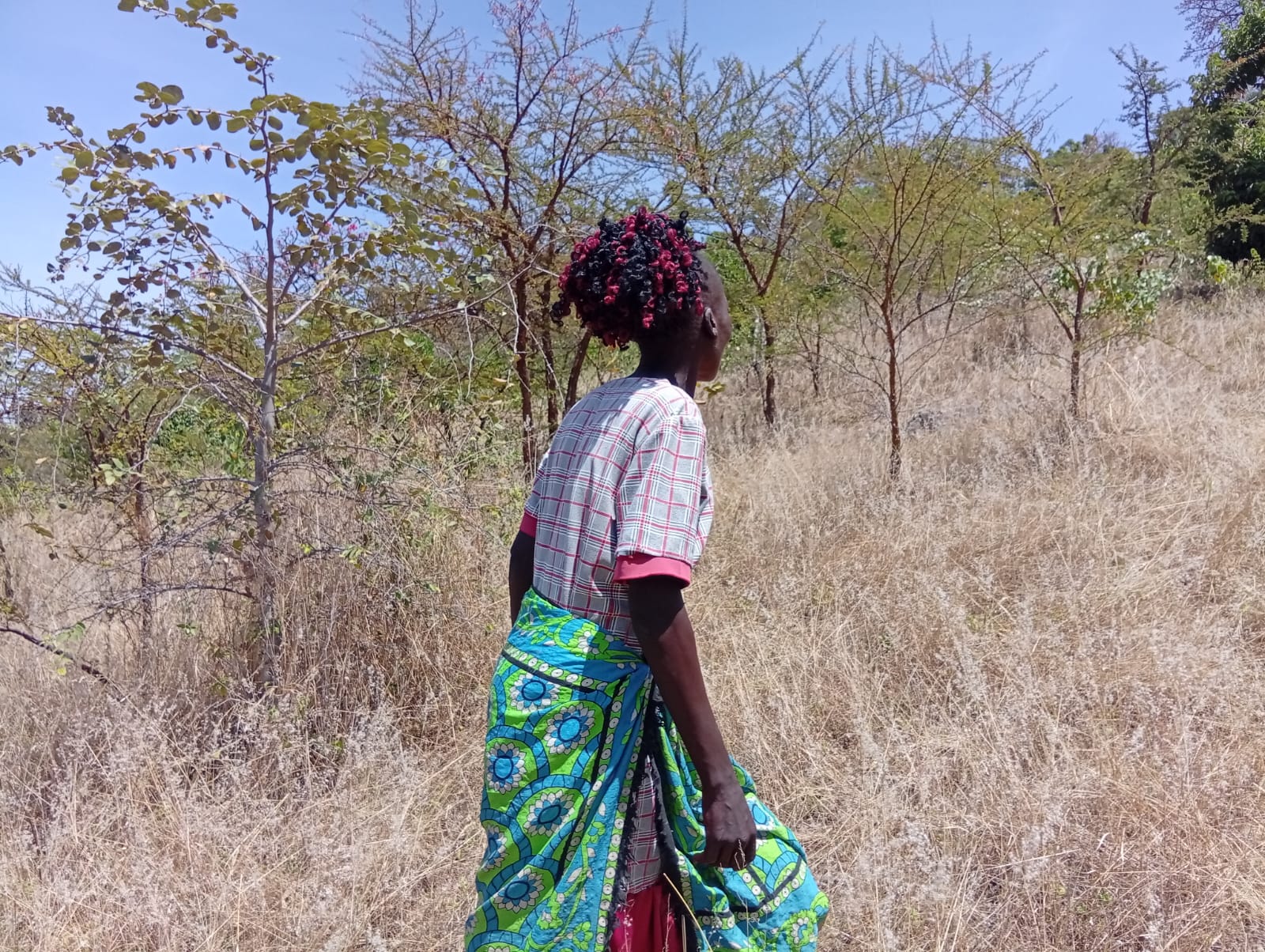 Jenifer Rotino, a community facilitator from the Ptokom Self-Help Group, walks through a restored one-acre plot where she applied Farmer Managed Natural Regeneration (FMNR), soil and water conservation measures, and pasture establishment practices to rehabilitate degraded land. Photo: J.Mnangat