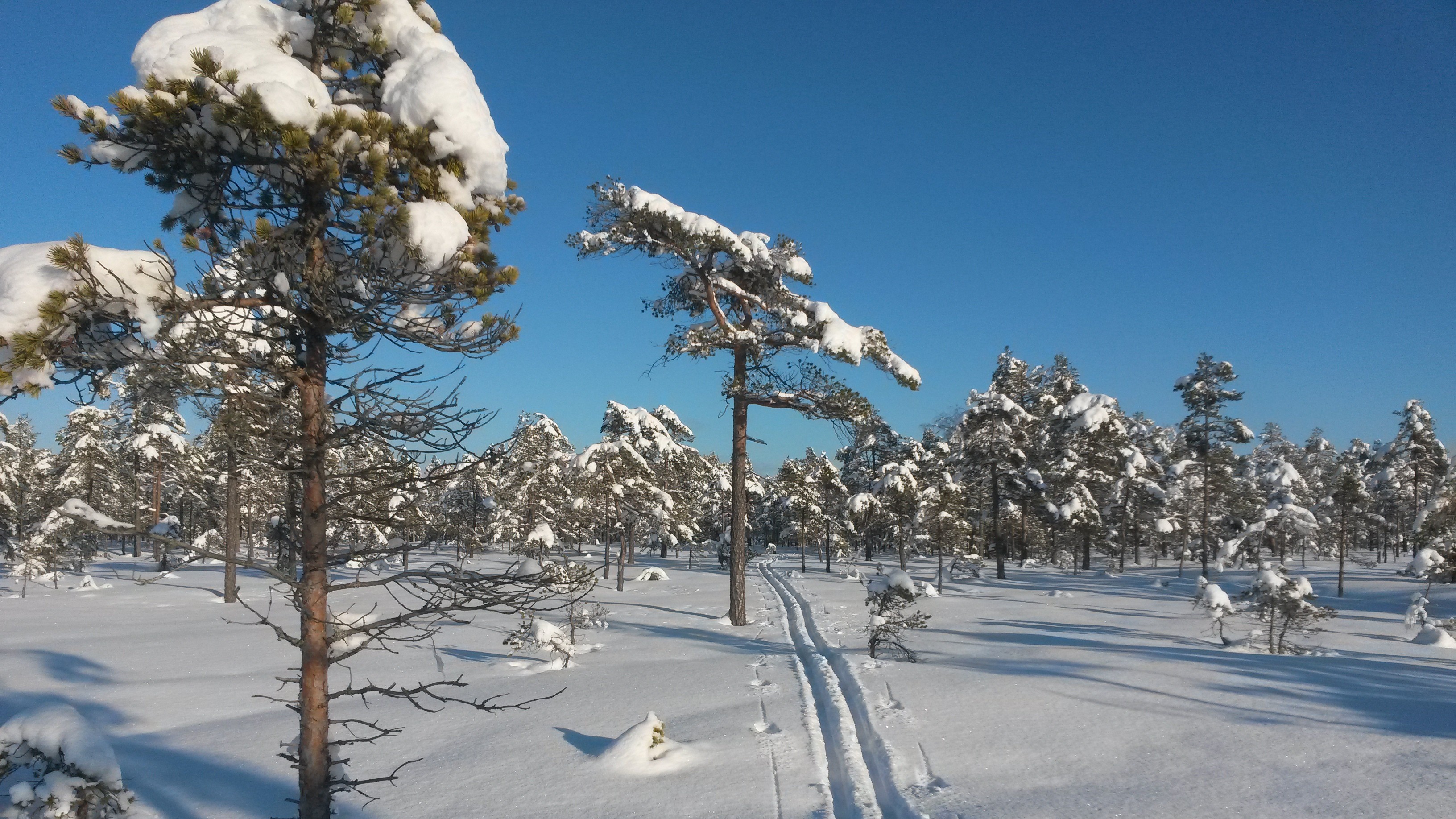 Vinterbild med snö på en myr med ett skidspår