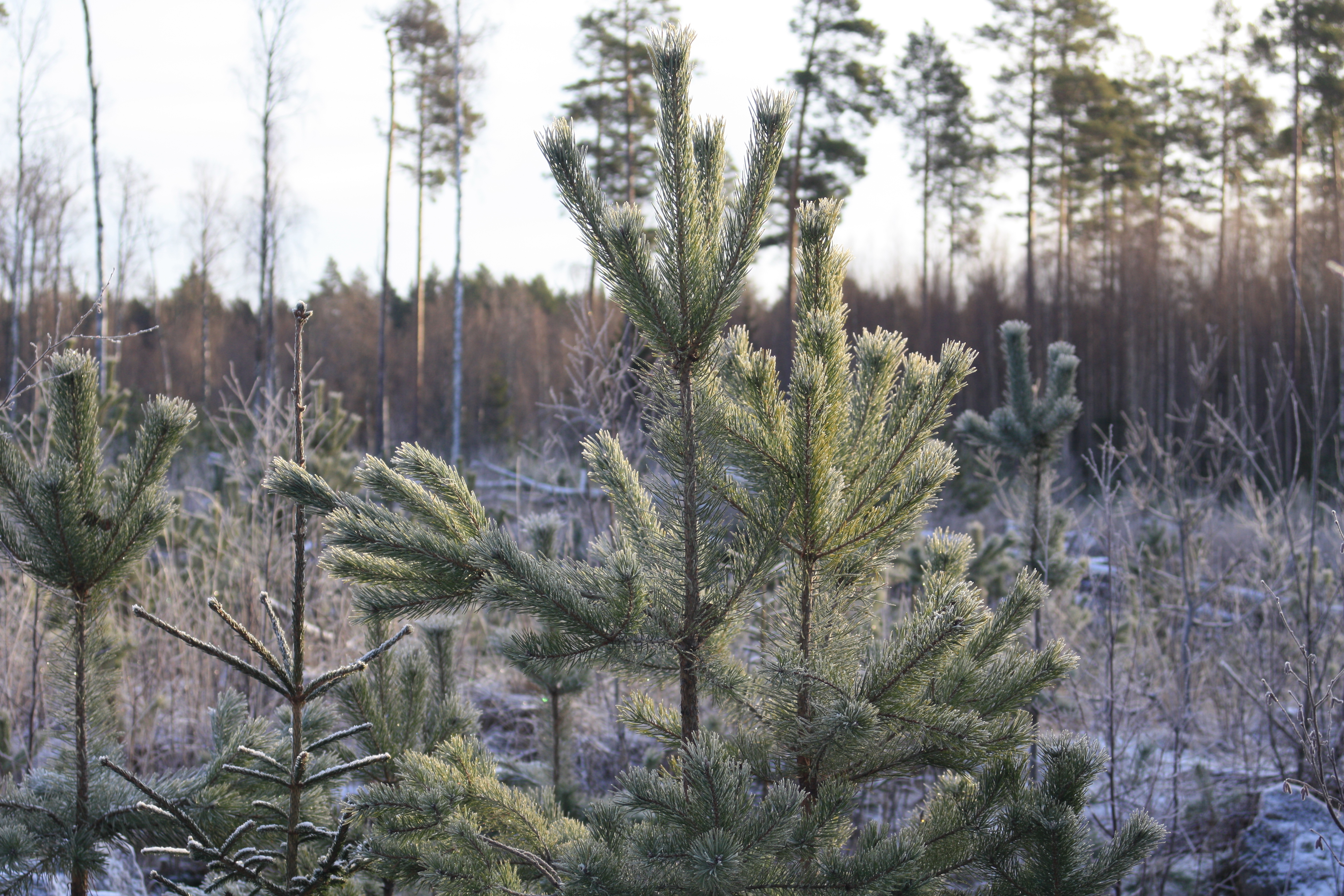 ung skog